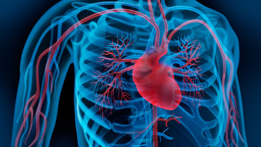 herz kreislauf psdesign1 fotolia de