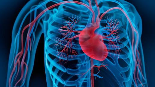 herz kreislauf psdesign1 fotolia de