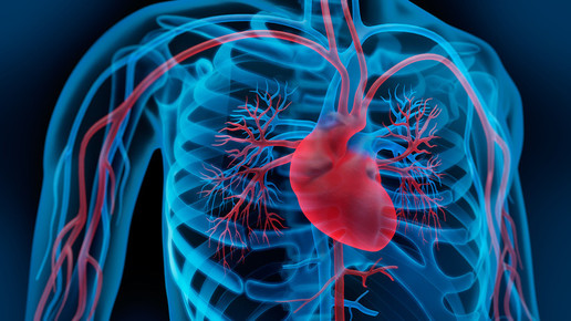 herz kreislauf psdesign1 fotolia de