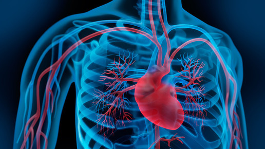 herz kreislauf psdesign1 fotolia de