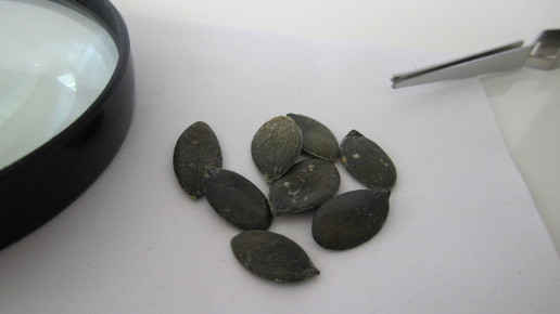 Cucurbitae semen 1 aa