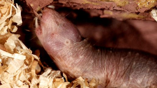 Zoo osnabrueck Nacktmull zoo