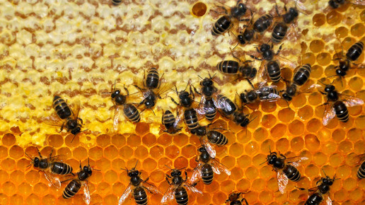 bienenwabe gnubier pixelio de