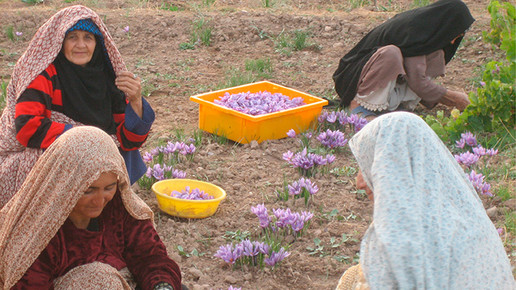 ernte safran afghanistan klenk 4 02