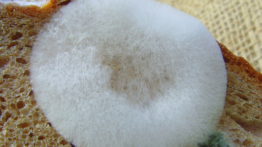 schimmelpilz brot M Grossmann pixeliode