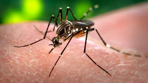 Aedes-Mücke sticht in menschliche Haut