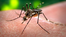 Aedes-Mücke sticht in menschliche Haut