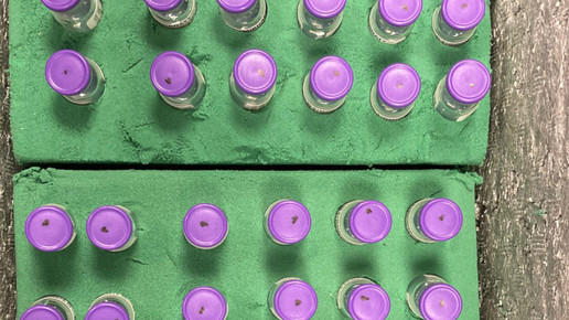 EMA prüft Omikron-Impfstoff von Biontech