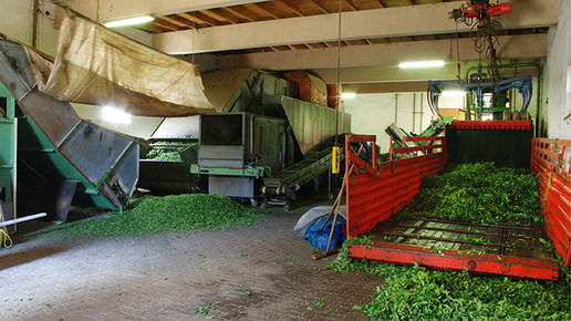 pfefferminze ernte verarbeitung klenk unterfranken 5 02