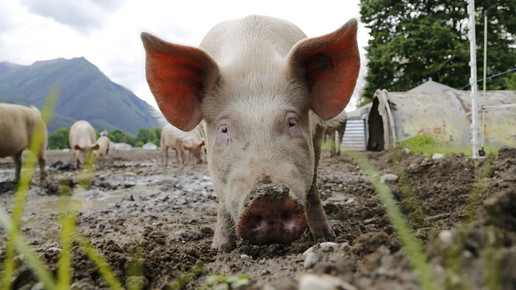Schweinepest: Fester Zaun geplant