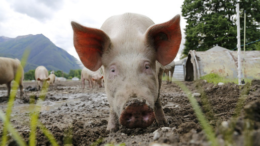 Ausbreitung der Schweinepest durch Lebensmittel