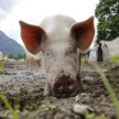 Schweinepest: Fester Zaun geplant Schweinepest: Fester Zaun geplant