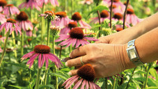 Die führenden Phytohersteller