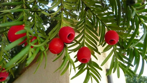 Eibe 4028mdk09 Wikipedia CC BY SA 3.0