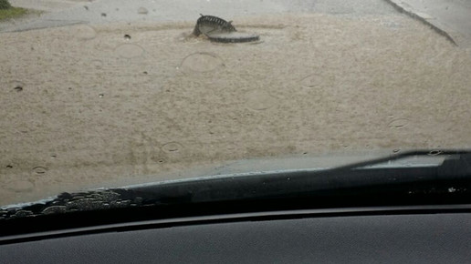 flut7 simbach blumen-apo