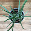 Aloe vera: Storz nur „befriedigend“