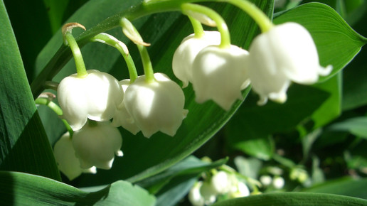 Maigloeckchen Eva Pilz pixelio.de