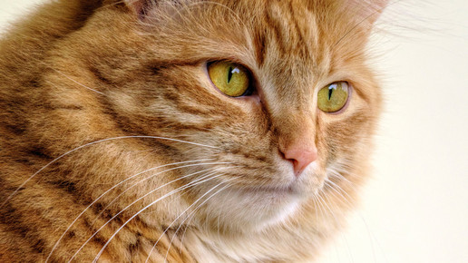 katze Thomas Beckert pixelio de