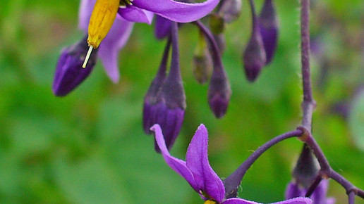 Solanum dulcamara H Zell Wikipedia CC BY SA 3.0