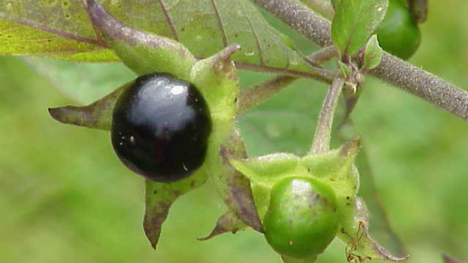 tollkirsche fruechte kurt stueber cc by sa 30 wiki