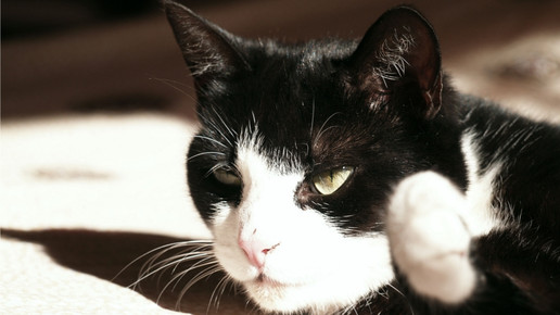 katze karin averbeck pixelio 169