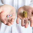 Cannabis-Neuverordnung: Hinweise für die Beratung