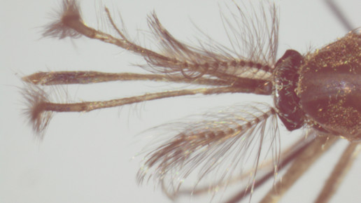 Culex pipiens Kopf Maennchen Kampen 2012