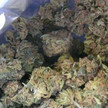 Zoll lässt 632 Kilo Medizinalcannabis vernichten Blick in einen Beutel voll Cannabisblüten
