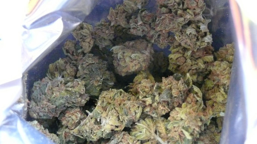 Blick in einen Beutel voll Cannabisblüten
