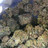 Blick in einen Beutel voll Cannabisblüten