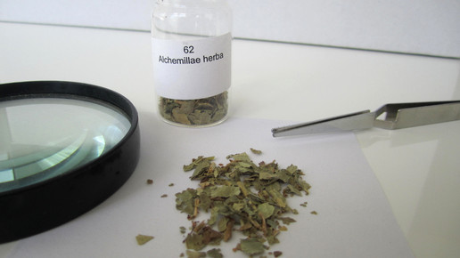 Alchemillae herba 2 aa