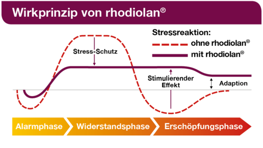 Studienergebnisse bestätigen positive Erfahrungswerte mit Rhodiola rosea