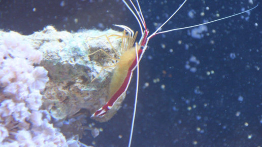 aquarium15 apo dr aurnhammer