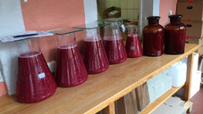 Der Geist der Himbeere