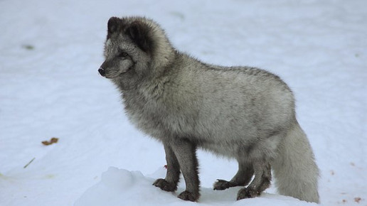 polarfuchs tierpark hirschfeld