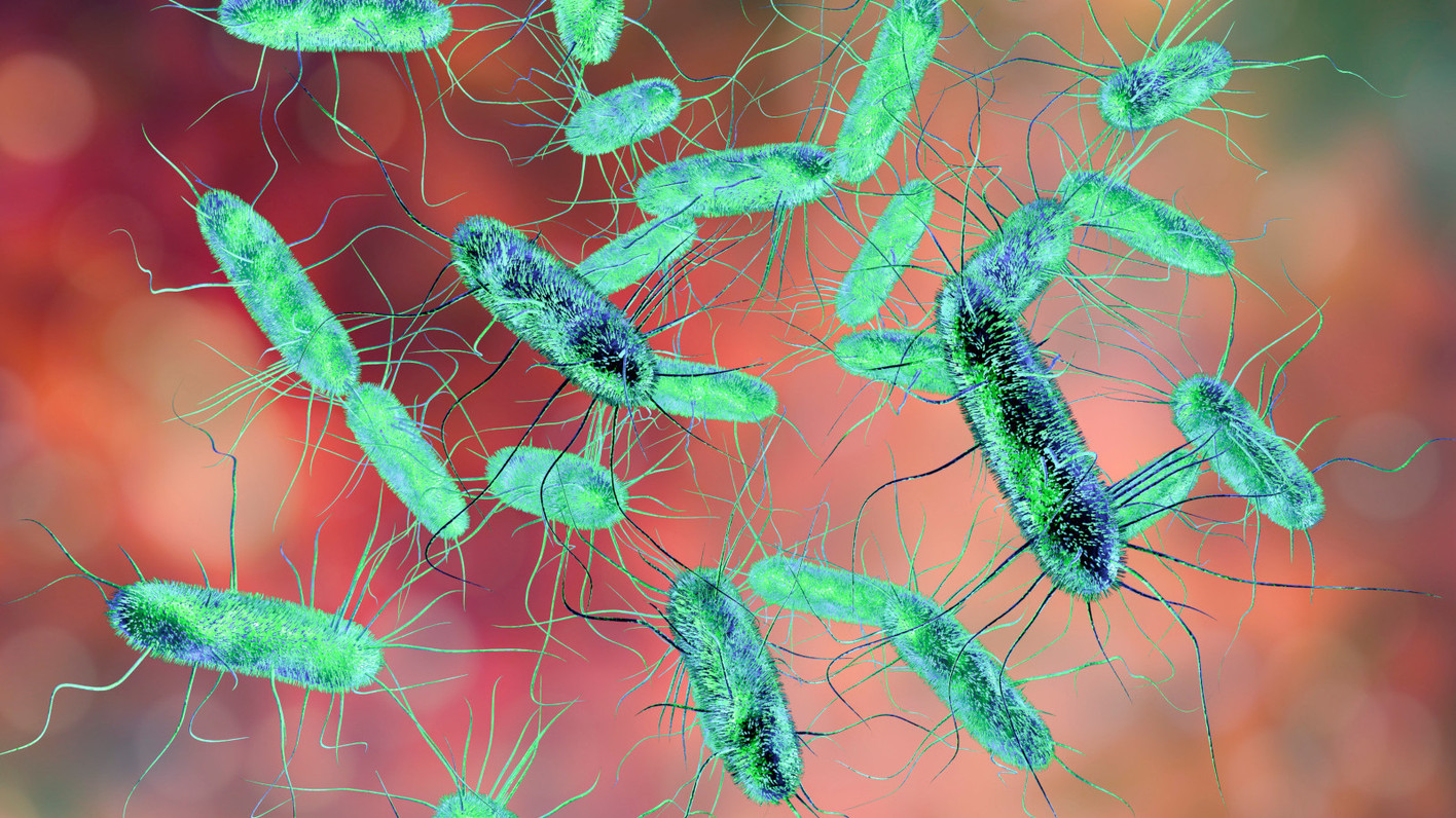 Lebensmittelvergiftung Salmonellen & Co. APOTHEKE ADHOC