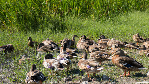 Vogelgrippe in „ganz neuer Qualität“