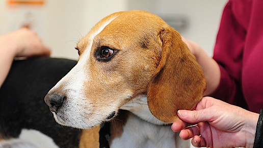 skitse færdig Installere Hunde im Kampf gegen Ambrosia | APOTHEKE ADHOC
