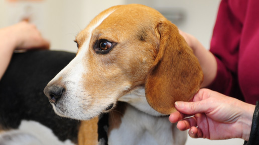 Geldstrafe für Hobbypharmazeutin: Hundelotion fürs Herrchen