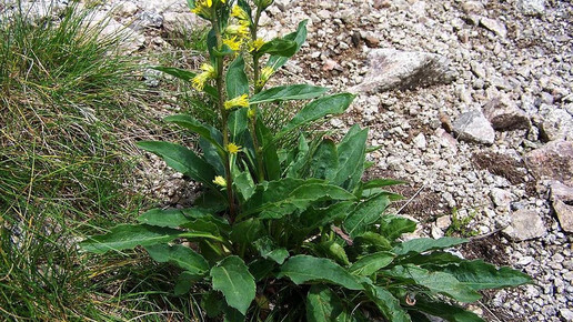 goldrute jerzy opiola cc by sa 30 wiki