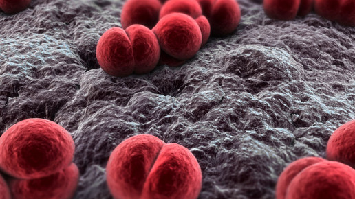 Meningokokken 3D-Grafik