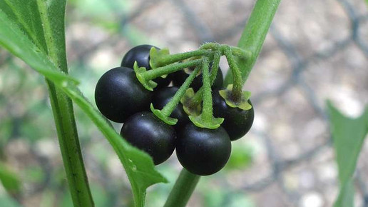 Solanum nigrum Harald Hubich Wikipedia CC BY SA 3 0