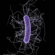 Antitoxin für Clostridium difficile