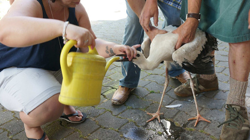 storch1 beyschlagsche apo holger peter