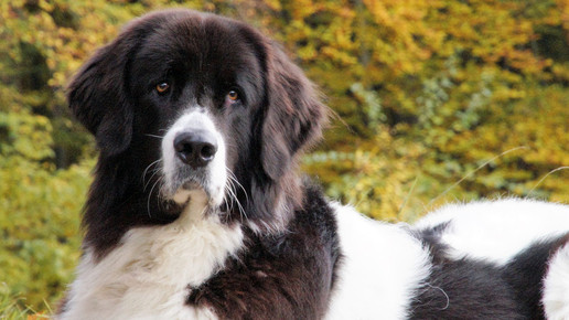 jenniferstock rochus-apo hundfrida2 jenniferstock