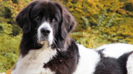 jenniferstock rochus-apo hundfrida2 jenniferstock