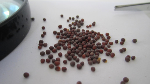 Sinapis nigrae semen 1 aa