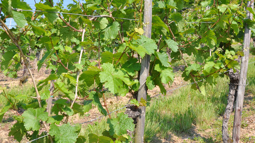 Drahtrahmenerziehung