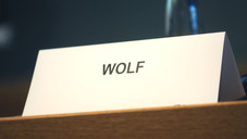 Wolf-Nachfolger gesucht