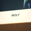 Wolf-Nachfolger gesucht